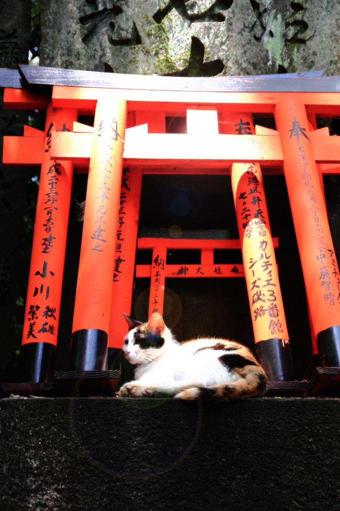 神にゃんこ♪