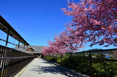 天理教教会本部前の桜