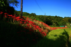 彼岸花