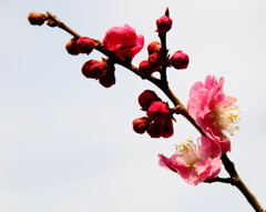 花芯撮影2 tr3 Sサイズ0001