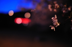 夜桜