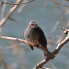 野山の鳥