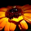花と光と水玉