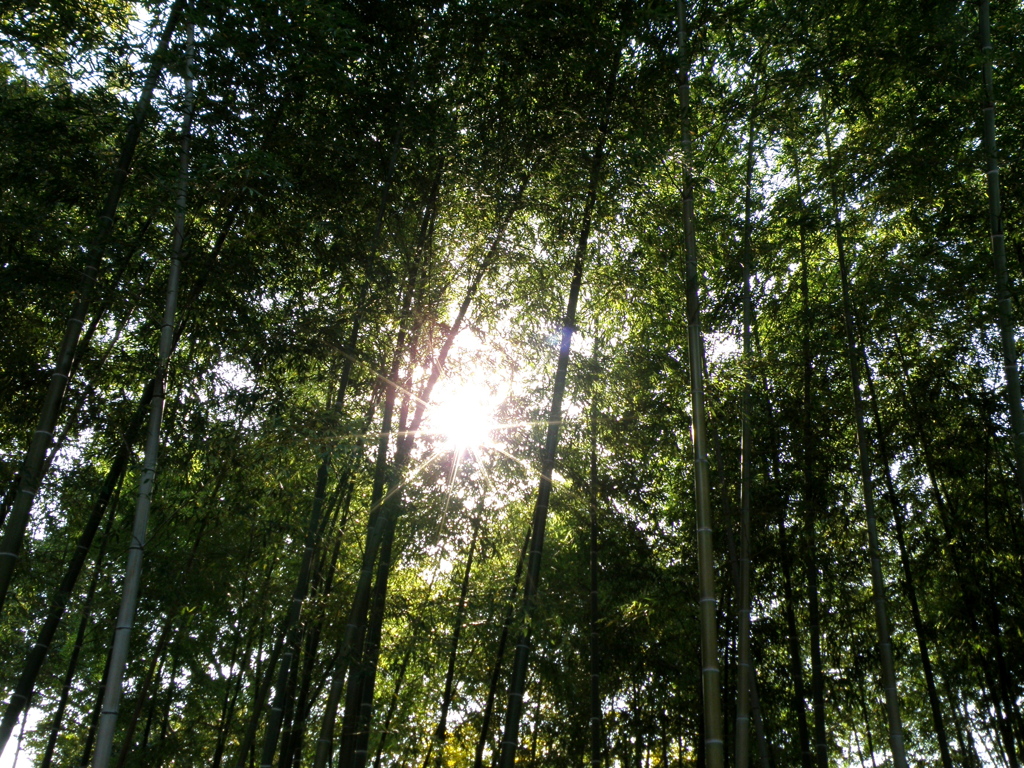 竹林の木漏れ日Ⅲ