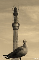 Sky Tree
