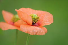 ピンクオレンジの花