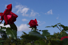 rose