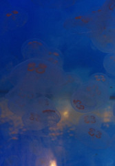 海月Ⅲ