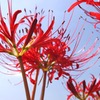彼岸花