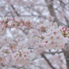 春を咲かせる
