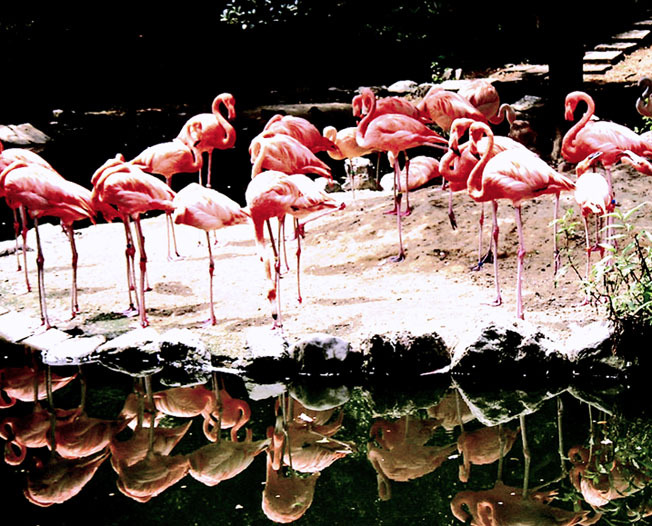 flamingo