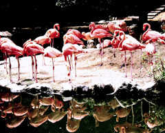 flamingo