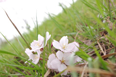 spring souvenir