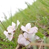 spring souvenir