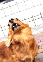 doggy