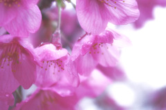 涙桜