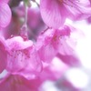 涙桜
