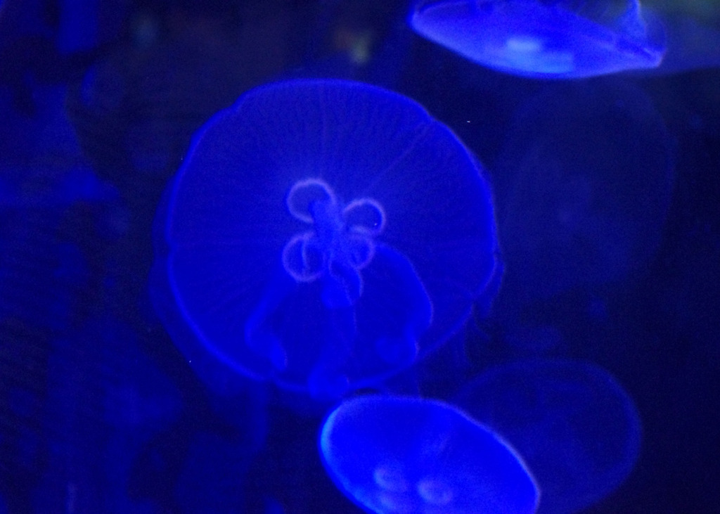 海月Ⅰ
