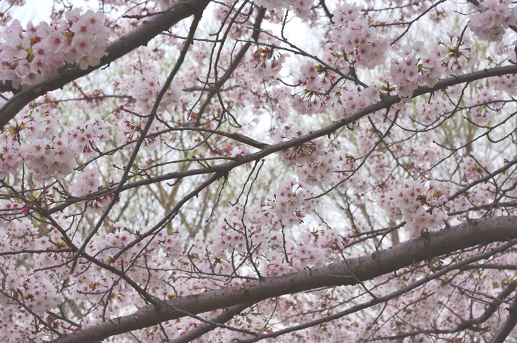cherry