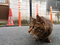 力強く