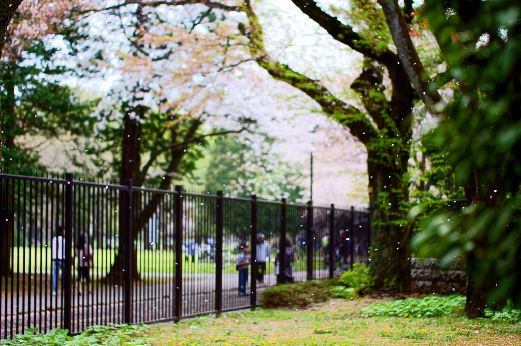 風桜