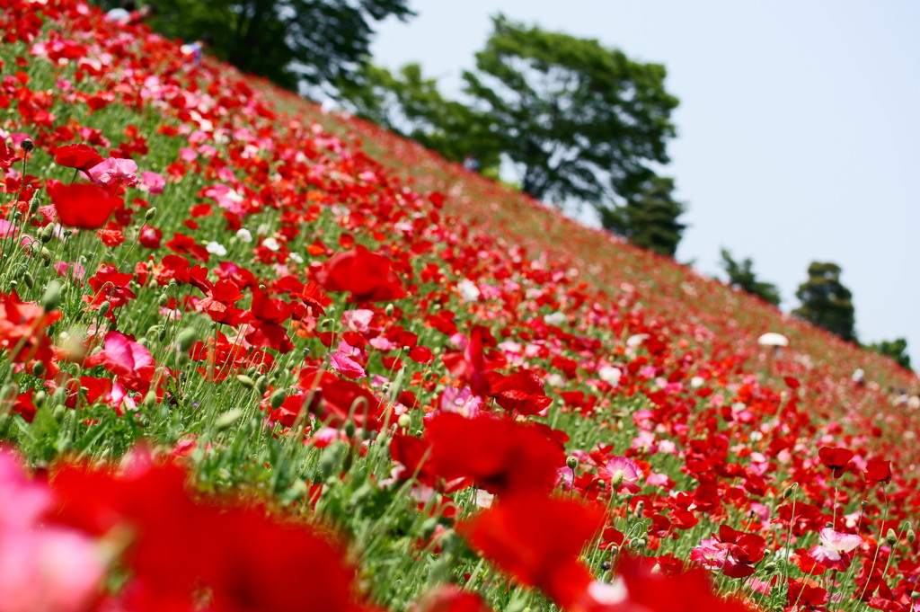 花の丘から