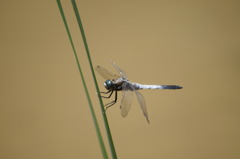 蜻蛉の湿地