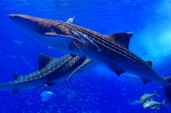 Rhincodon typus 