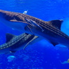 Rhincodon typus 