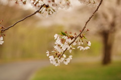 ＠山形野草園