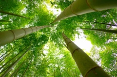 『bamboo』