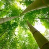 『bamboo』