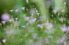 in the garden