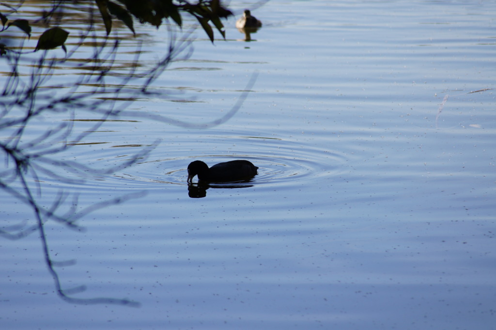 a duck