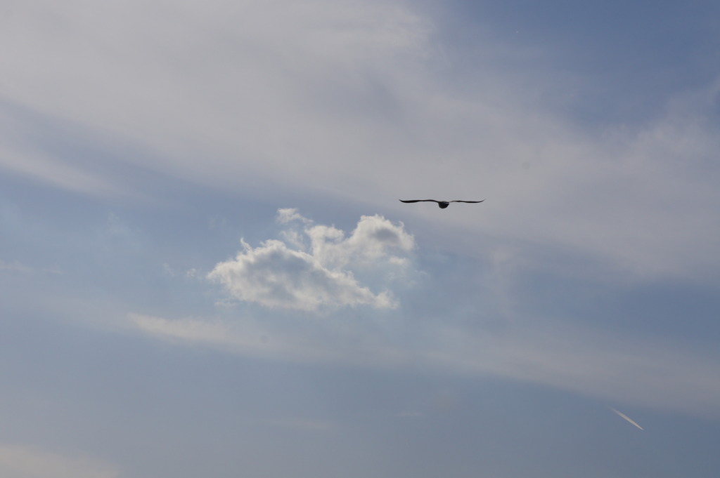 fly.