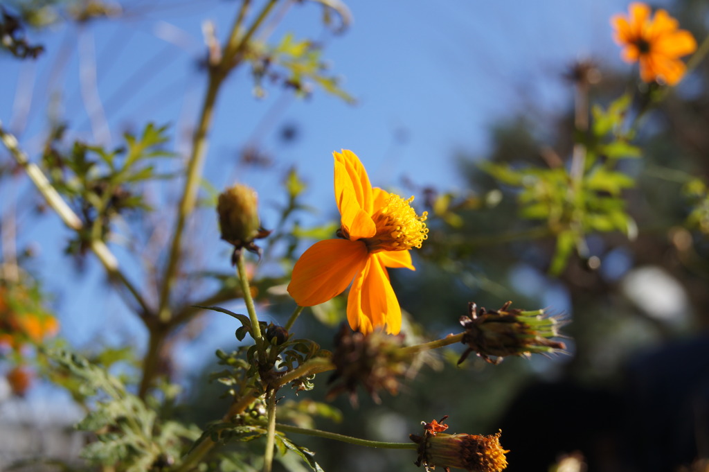 join a walk, scene1