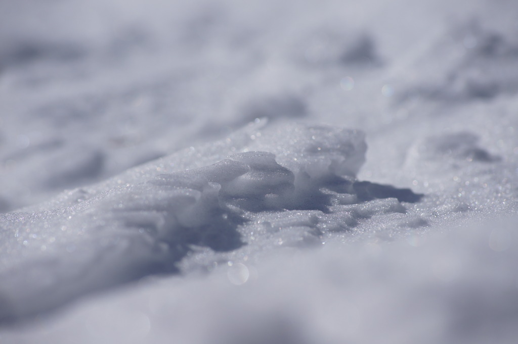 Snow Hawk