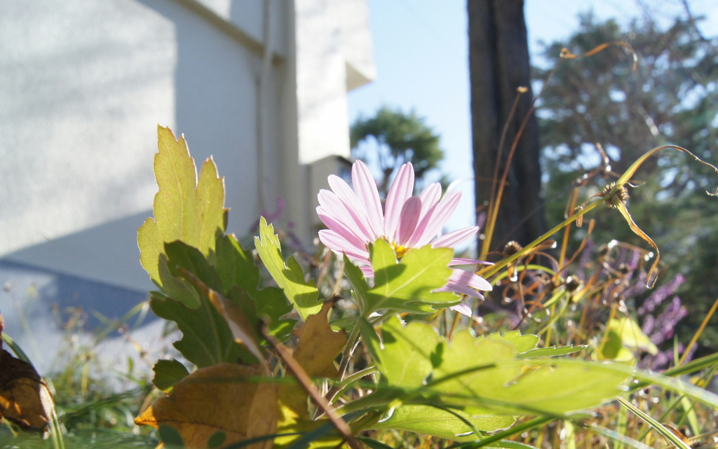 join a walk, scene3