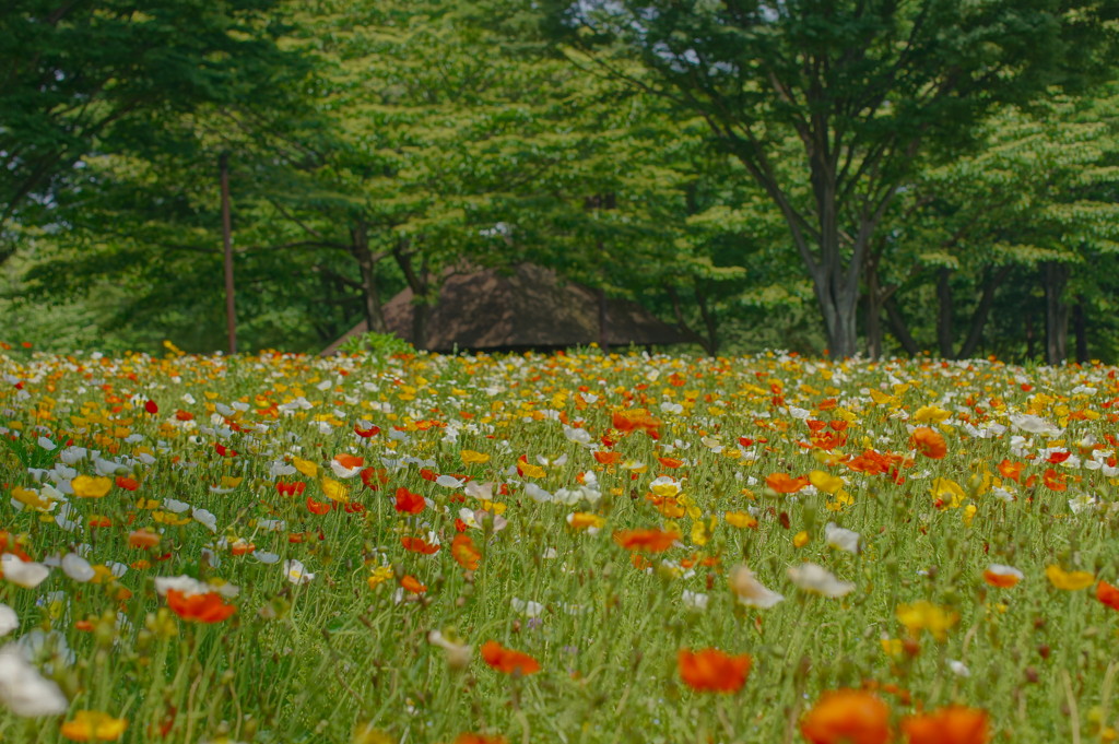 花小屋