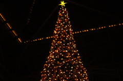 a tree for Christmas