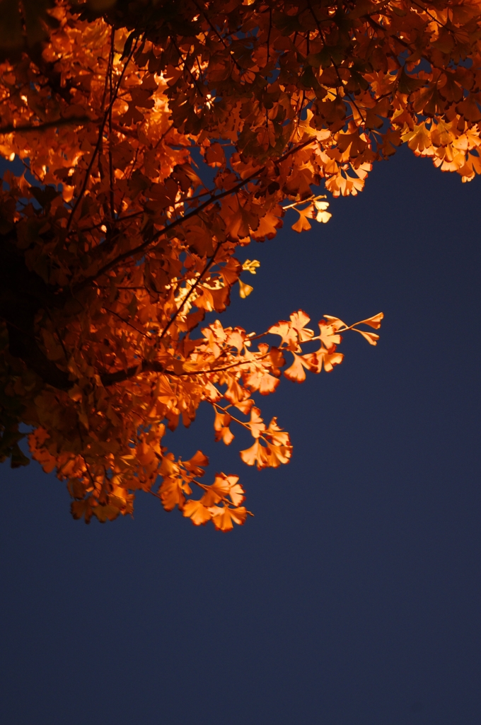 ナトリウム灯の銀杏