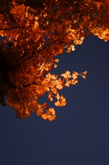 ナトリウム灯の銀杏