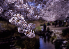 根川の桜