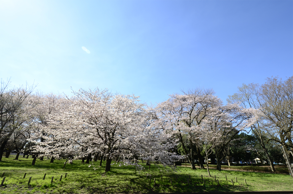 花見日和