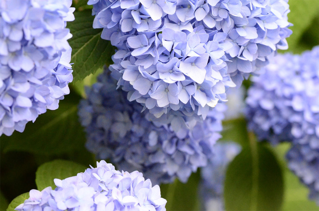 この花の季節
