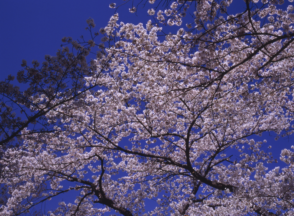 春の青空