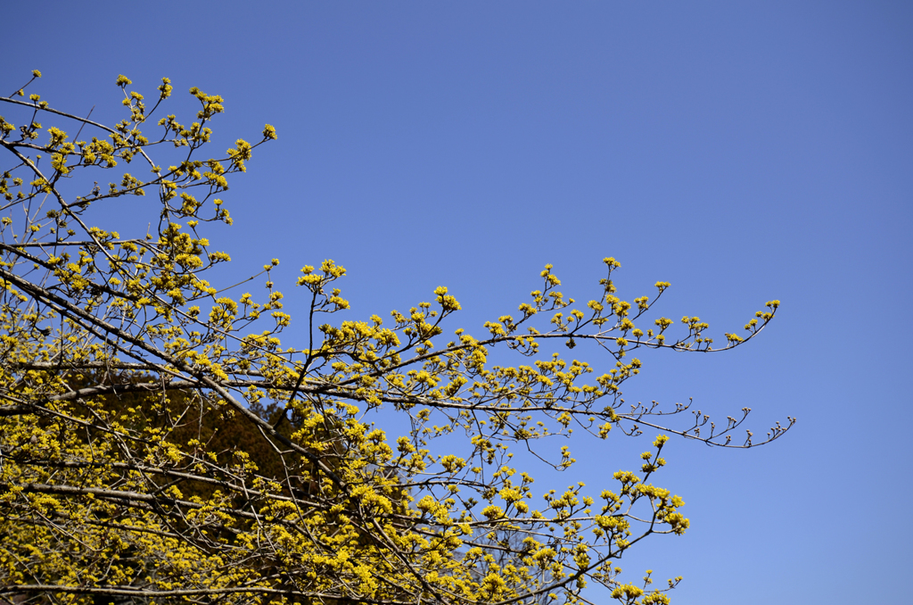 Cornus officinalis Sieb. et Zucc.