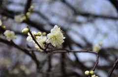 梅の花