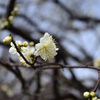 梅の花