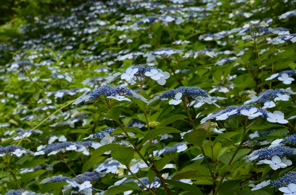 いちめんに咲く額紫陽花